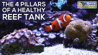 TOP 4 TIPS for a Healthy Saltwater Reef Tank Aquarium  Color Up Your Corals with Marine Depot [upl. by Dnalro]