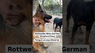 Rottweiler Bubzee Bites Tongue Of German Shepherd Zoey 🩸 shorts rottweiler dogs youtubeshorts [upl. by Sirc45]