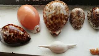 my entire cowrie shell collection [upl. by Dayir393]