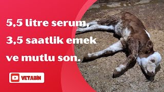 quotBütün dünya vazgeç dediğinde umut fısıldar bir kere daha denequot simental calf cow vlog [upl. by Arua426]