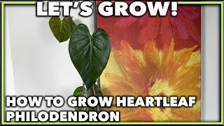 HEARTLEAF PHILODENDRON CARE Expert guide [upl. by Anemix]