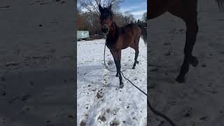 El Caballito bravo con la nevada 😂😂 terecomunica horse shorts shortselcaballito [upl. by Aihsemot]