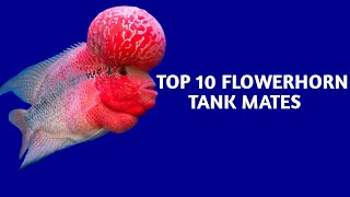 Top 10 Flowerhorn Tank Mates [upl. by Waltner824]