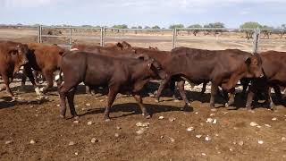 76 SANDILA SANTA CROSS WEANER STEERS HGP FREE  AV 2863KG CURFEWED [upl. by Ydnirb]