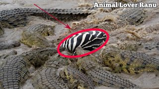 Masai Mara River Crossing MigrationCrossing of Zebra Across the CrocodileInfested Mara River [upl. by Melmon264]