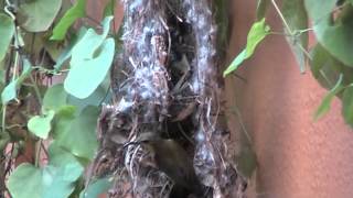 Olive  backed sunbird building nest  by Teo Lee Wei amp K [upl. by Ahsenwahs442]