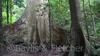 Giant buttresses Malaysia 20191128104253m2ts [upl. by Grimaldi797]