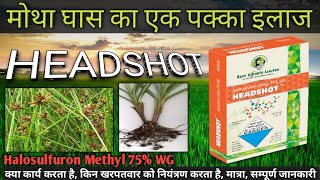 Headshot herbicide  Halosulfuron Methyl 75 WG  मोथा खरपतवार को नियंत्रण केसे करे [upl. by Attiuqal]