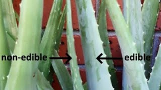 DIFFERENCE BETWEEN BARBADENSIS AND CHINENSIS VARIETY AND ALSO EDIBLE AND NON EDIBLE VARIETY [upl. by Iral]