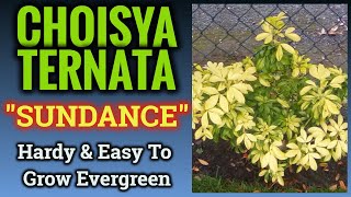 Choisya Ternata quotSundancequot  How To Care For This Reliable Evergreen [upl. by Nosloc709]