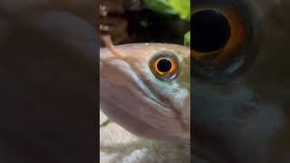 Look me in the eyes aquarium aquaristik [upl. by Knapp904]