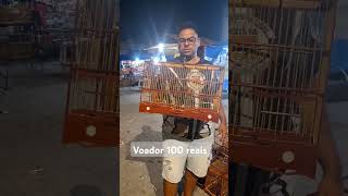 Voador 100 reais 😱 gaiola arejadores voador feiracordeiro baiao baianinha [upl. by Nomzaj]