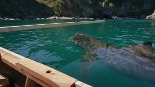 Basking Sharks [upl. by Calloway]