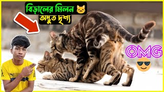 জীবনের প্রথমquotবার বিড়ালের মিটিং দেখলাম  এরা অদ্ভুতquotভাবে মিলন করে  cat meeting cat breeding [upl. by Riccardo]