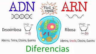 💫 Diferencias entre ADN Y ARN🔬 Fácil y Rápido  BIOLOGÍA [upl. by Anirtap]