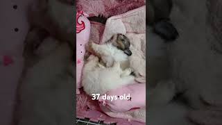 Playtime pomapoo 37days old [upl. by Pearline]