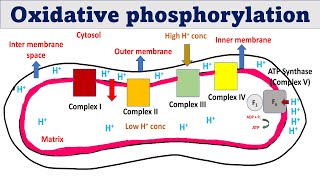 Oxidative phosphorylation  ATP synthesis in mitochondria [upl. by Imac81]