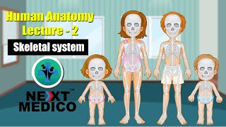 NEXT MEDICO 2022  MBBS  HUMAN ANATOMY  Lecture  2 Skeletal system [upl. by Schlesinger918]