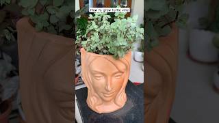 From grass to beautiful decor piece  how to grow turtle vine from cutting  how to grow inch plant [upl. by Zerdna]