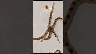 Brittle star  facts [upl. by Anisah]