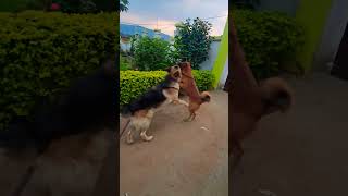 Agar apko tin dog dikhe to app kon sa dog chose karoge germanshepred rottweiler husky youtub yt [upl. by Lua]