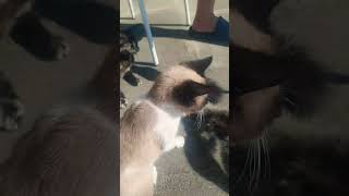 Gato Brinacando short shorts viral fyp foryou desafio garrafa gatos treta pets [upl. by Carline453]