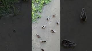 Patos y gallinetas en el río birds aves nature wildlife [upl. by Rehpotsyrhc]