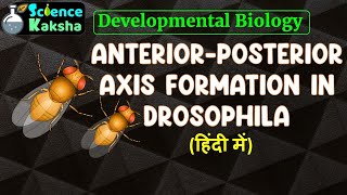 ANTERIOR AND POSTERIOR AXIS FORMATION IN DROSOPHILA PART2 CSIR NET IN HINDI [upl. by Rebeh]