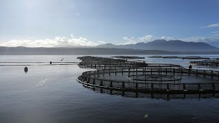 ‘No clarity in sight’ for either side of the Tasmania salmon feud [upl. by Renie338]