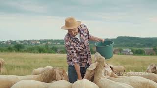 Boer Goats vs Dorper Sheep  Which multiplies faster over a period of 10 years  Farming Showdown [upl. by Igig]