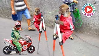 FUNNY MONKEY TOPENG MONYET LUCU Full Attraction [upl. by Ardis]