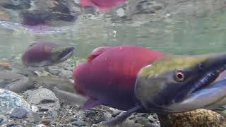 Lachse beim Laichen  Salmon spawning [upl. by Sucy]