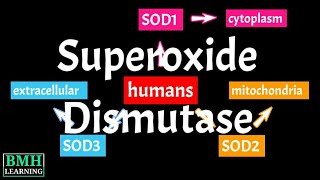 Superoxide Dismutase  SOD  Types Of Superoxide Dismutase [upl. by Perceval]