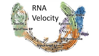 How to do singlecell RNA velocity analysis  Complete introduction [upl. by Apps]