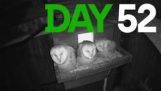 Day 52 Barn Owls 2024 [upl. by Bussey]