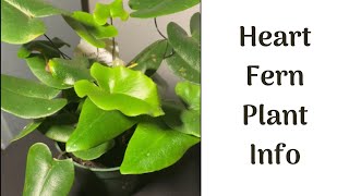 Episode 11 Heart Fern Plant Info Hemionitis Arifolia [upl. by Kaila]