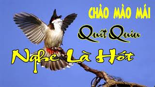 Chào Mào Mái Hót Quít Quiu Siêu Kích Trống Cách Kích Chào Mào Sổ Bọng Hót Ché Nghe Là Hót [upl. by Nelsen]