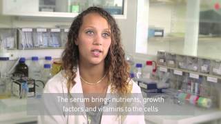 Gibco® FBS  quality and value for basic cell culture [upl. by Acinna]