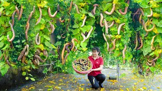 Women Harvesting Silkworm goes to maerrket sell  Harvesting and cooking  Lý Tiểu Luyến [upl. by Aloin192]