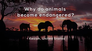 Why do animals become endangered [upl. by Landbert]