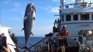 Fiske etter makrellstørje bluefin tuna med quotSalvoyquot i 2018 [upl. by Rolland313]