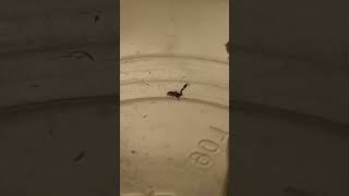 A PSEUDOSCORPION 091923 [upl. by Ettenyl981]