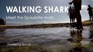 Epaulette Shark in the Rock Pools at Frankland Islands Cairns Island Tour [upl. by Ericha]