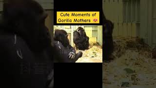 Cute Moments of Gorilla Mothers 😍❤️ gorillafamily monkey cute gorilla zoo [upl. by Natsreik]