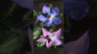 Huge Benefits of Growing Borage in the Organic Garden beefriendly gardening pollinators garden [upl. by Allesiram]