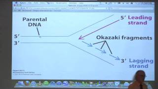 Kevin Aherns BiteSized Biochemistry 42  DNA Replication Repair Recombination II [upl. by Sheehan786]