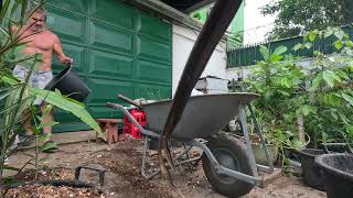 Pakistani amp Illinois everbearing mulberry rooted sticks get transplanted into larger vessels [upl. by Llenwad734]