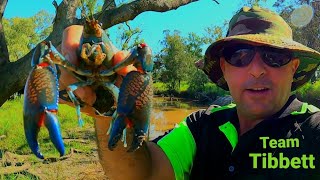 Aussie Outback Creek HUGE YABBIES  Crawfish Crawdad Catch Clean Cook BeefampReef [upl. by Fredelia]