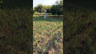 Top dressing in wheat crop [upl. by Godfry]