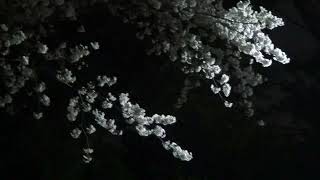 202446 ：武蔵野市境南町２丁目：武蔵野プレイス＆観音禅院沿いの夜桜 Cherry Blossoms in Musashisakai midnite near a Zen temple [upl. by Otreblaug]